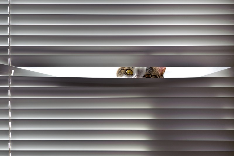 Curiousity