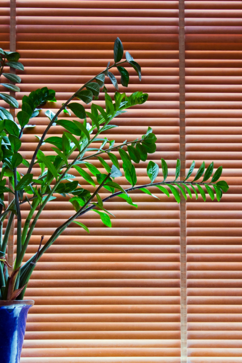 Plant in blue pot front of wooden blinds closed downwards
